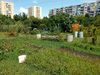Predám záhradu, pozemok 250 m2, Trnava, 16000 €