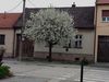 Predám rodinný dom, vilu, 100 m2, pozemok 636 m2, Bratislava, 350000 €